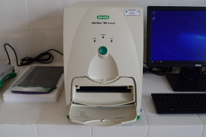 IDB-BIO.C-04 Gel Documentation